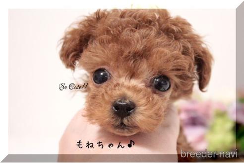 販売中の大阪府のティーカッププードル-239601