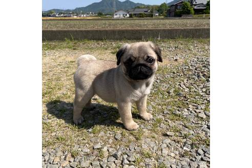 成約済の香川県のパグ-239595の7枚目