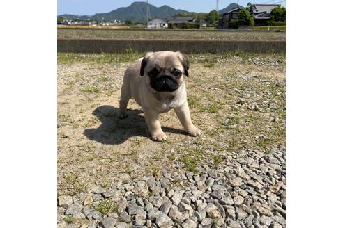 成約済の香川県のパグ-239595の4枚目