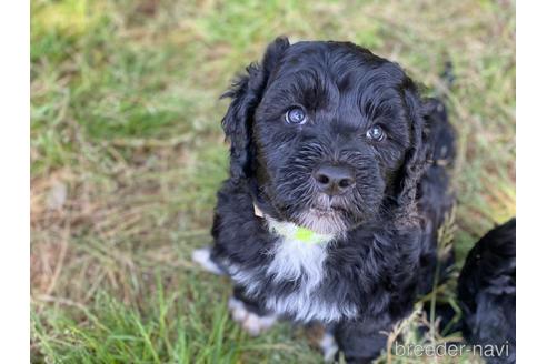 成約済の東京都のその他の犬種-233147の2枚目