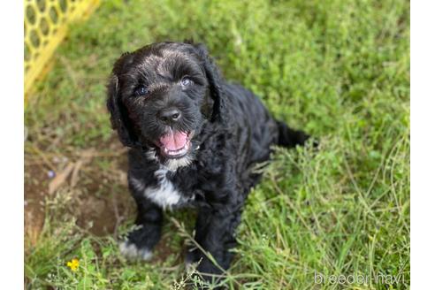 成約済の東京都のその他の犬種-233147の4枚目