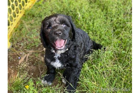 成約済の東京都のその他の犬種-233147の3枚目