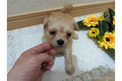 成約済の広島県のチワプー:チワワ×トイプードル-235993の88枚目