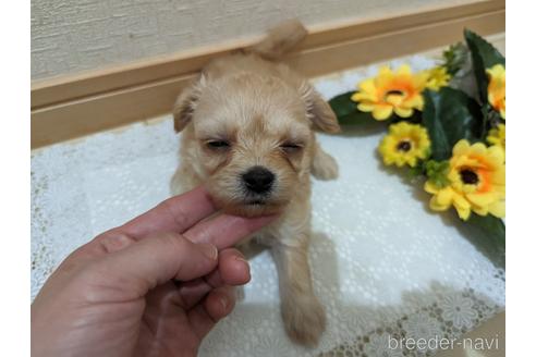 成約済の広島県のチワプー:チワワ×トイプードル-235993の83枚目