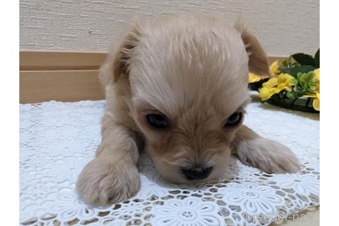 成約済の広島県のチワプー:チワワ×トイプードル-235993の84枚目