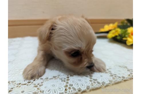 成約済の広島県のチワプー:チワワ×トイプードル-235993の81枚目