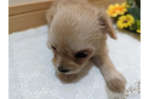 成約済の広島県のチワプー:チワワ×トイプードル-235993の78枚目