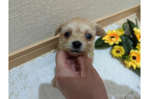 成約済の広島県のチワプー:チワワ×トイプードル-235993の79枚目