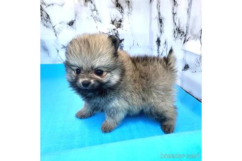 成約済の茨城県のポメラニアン-239643の59枚目