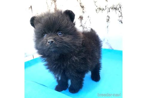 成約済の茨城県のポメラニアン-239646の29枚目