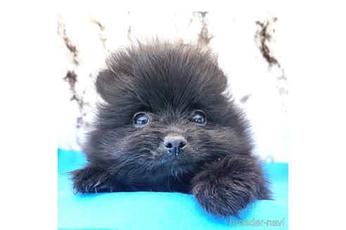成約済の茨城県のポメラニアン-239646の26枚目