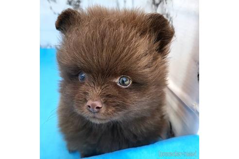 成約済の茨城県のポメラニアン-239649の1枚目