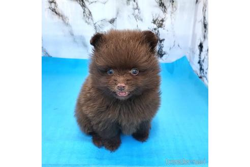 成約済の茨城県のポメラニアン-239649の3枚目