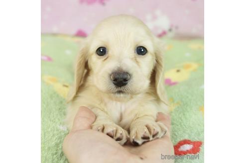 子犬