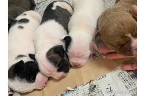 成約済の沖縄県のミックス犬-239000の15枚目