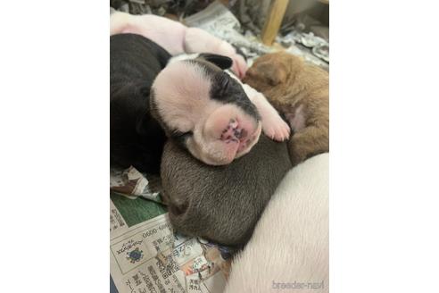 成約済の沖縄県のミックス犬-239000の15枚目