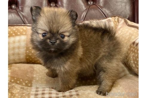 成約済の香川県のポメチワ:ポメラニアン×チワワ-236164の3枚目
