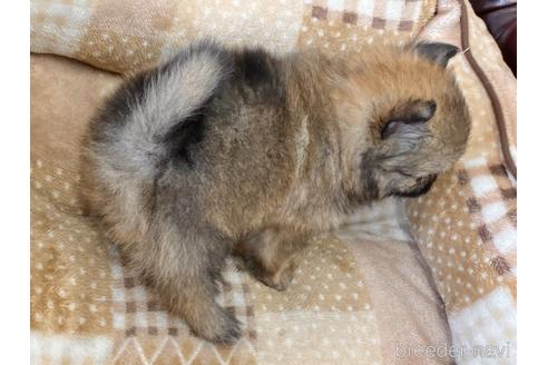 成約済の香川県のポメチワ:ポメラニアン×チワワ-236164の5枚目