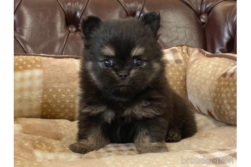 成約済の香川県のポメチワ:ポメラニアン×チワワ-239712の1枚目
