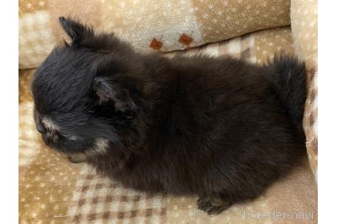 成約済の香川県のポメチワ:ポメラニアン×チワワ-239712の2枚目