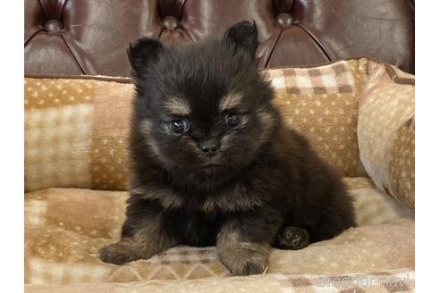 成約済の香川県のポメチワ:ポメラニアン×チワワ-239712の3枚目