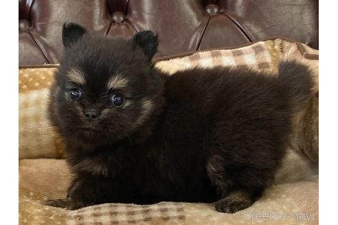 成約済の香川県のポメチワ:ポメラニアン×チワワ-239712の5枚目