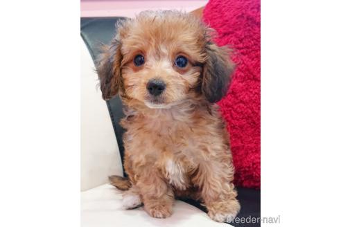成約済の静岡県のミックス犬-239773の5枚目