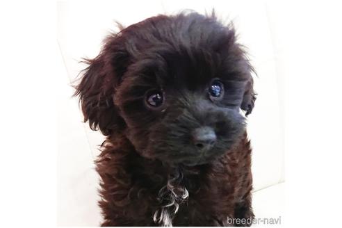 成約済の静岡県のミックス犬-239774の5枚目