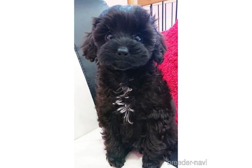 成約済の静岡県のミックス犬-239774の4枚目