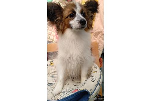 成約済の千葉県のパピヨン-229623の208枚目