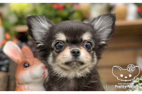 成約済の愛知県のチワワ(ロングコート)-229157の1枚目