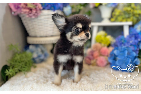 成約済の愛知県のチワワ(ロングコート)-229157の2枚目