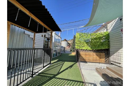 成約済の愛知県のパグ-238068の7枚目