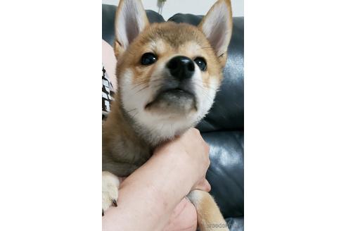 商談中の高知県の豆柴-226231