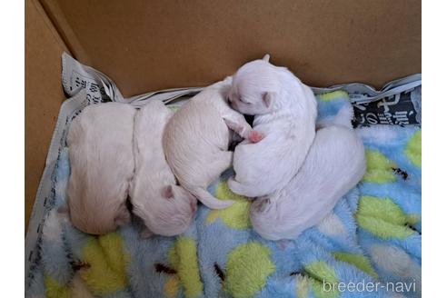 成約済の広島県のミックス犬-239816の3枚目