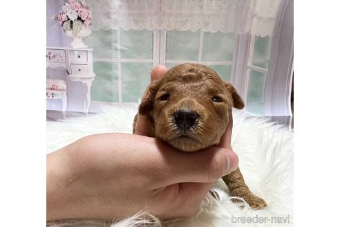 成約済の広島県のトイプードル-239830の15枚目