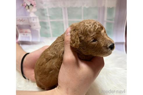 成約済の広島県のトイプードル-239833の11枚目