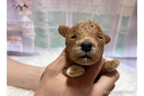 成約済の広島県のトイプードル-239833の15枚目