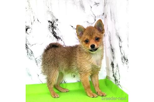 成約済の茨城県のミックス犬-233557の1枚目