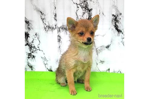成約済の茨城県のミックス犬-233557の5枚目