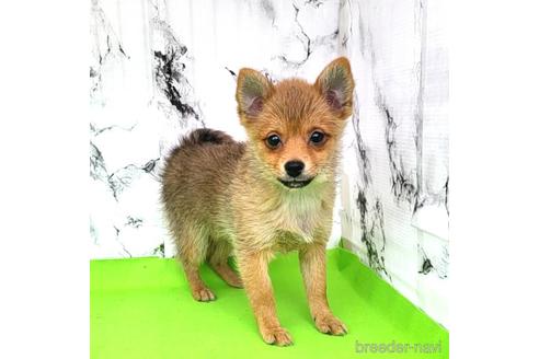 成約済の茨城県のミックス犬-233557の4枚目