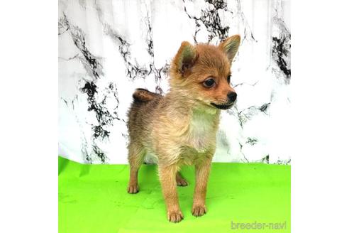 成約済の茨城県のミックス犬-233557の3枚目