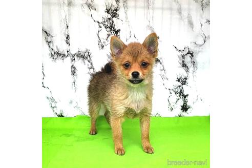 成約済の茨城県のミックス犬-233557の2枚目