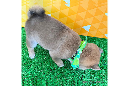 成約済の神奈川県の豆柴-239706の2枚目