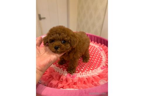 販売中の群馬県のティーカッププードル-239940