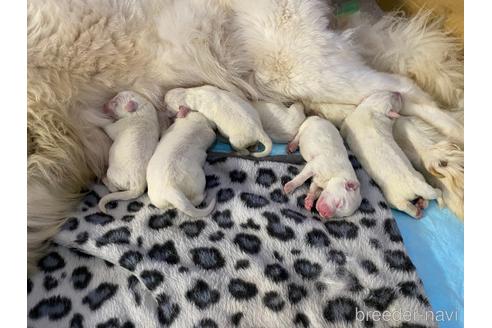 成約済の千葉県のグレートピレニーズ-239957の1枚目