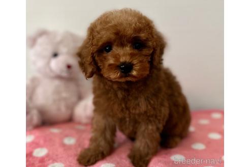 成約済の静岡県のトイプードル-237820の1枚目