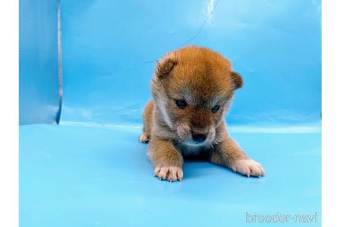 成約済の東京都の柴犬-239989の8枚目
