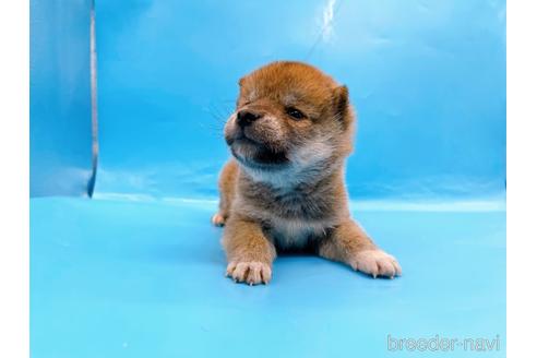 成約済の東京都の柴犬-239989の9枚目