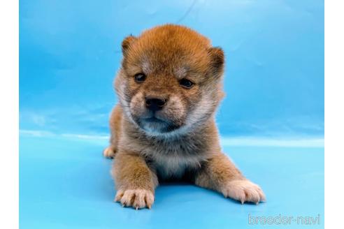 成約済の東京都の柴犬-239989の10枚目